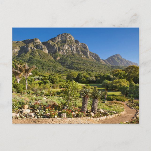 Kirstenbosch Botanic Gardens, Kapstadt Postkarte (Vorderseite)