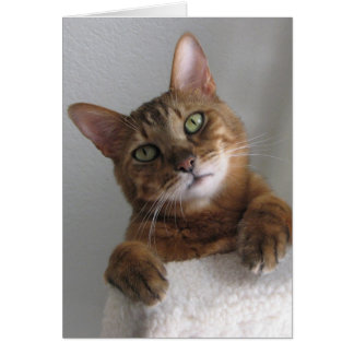 Kishka auf hohem Niveau