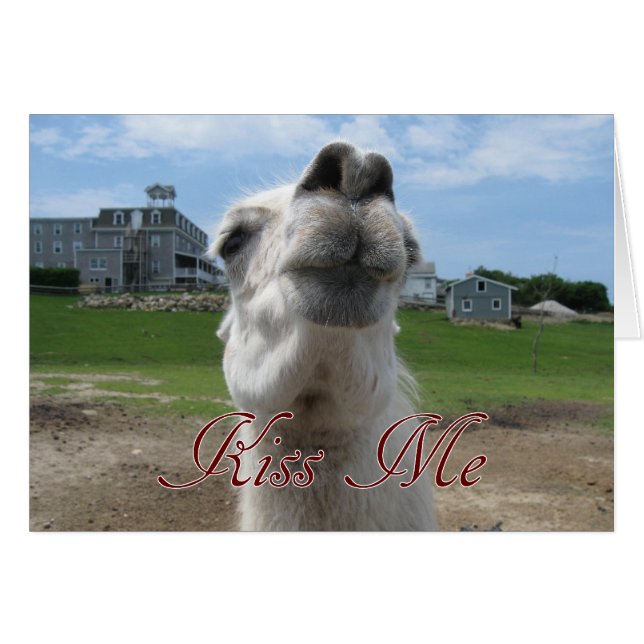 Kiss Me Llama Nah-up (Vorderseite (Horizontal))