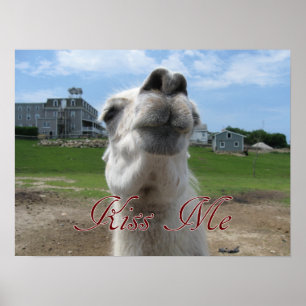 Kiss Me Llama Nah-up Poster
