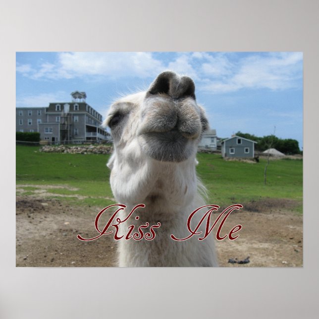 Kiss Me Llama Nah-up Poster (Vorne)