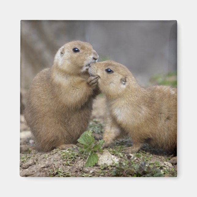 Kiss me Quick Magnet (Vorne)