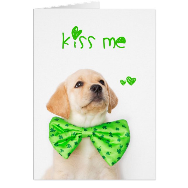Kiss Me Yellow Labrador Puppy (Vorne)