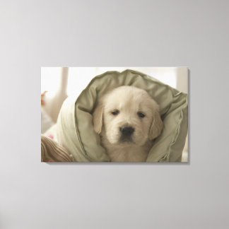 Kissen um Hund Leinwanddruck