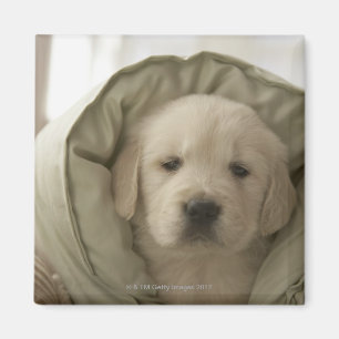 Kissen um Hund Magnet