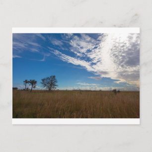 Kissimmee Prairie Preserve Staat Park, Florida Postkarte