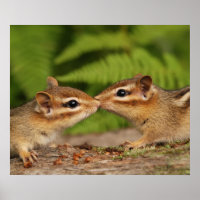 Kissing Baby Chipmunks