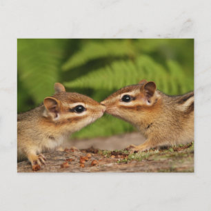 Kissing Baby Chipmunks Postkarte
