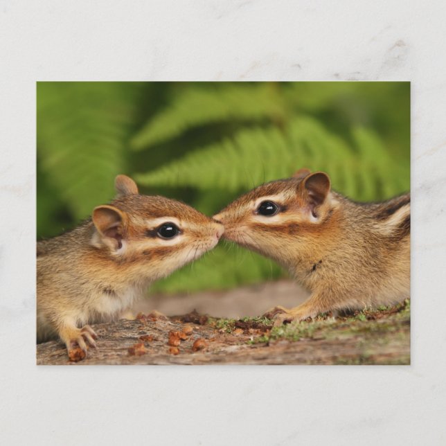 Kissing Baby Chipmunks Postkarte (Vorderseite)