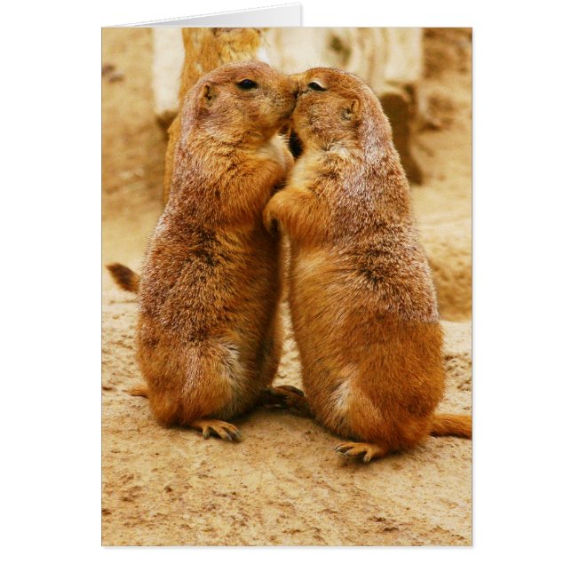 Kissing Black Tails Prairie Hunde (Vorne)