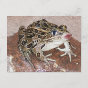 Kissing Frog Postkarte