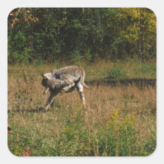 Kissing Hintern Donkey Quadratischer Aufkleber