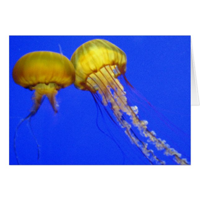 Kissing Jellyfish (Vorderseite (Horizontal))