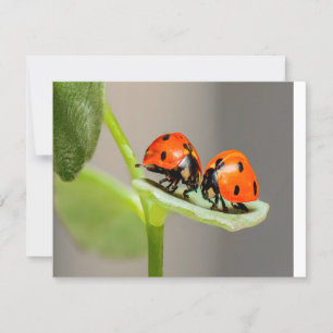 Kissing Ladybugs Karte