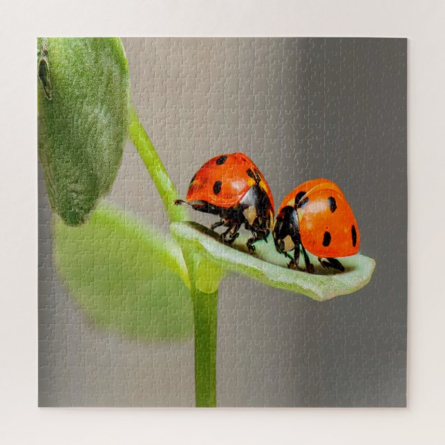 Kissing Ladybugs Puzzle (Vertikal)