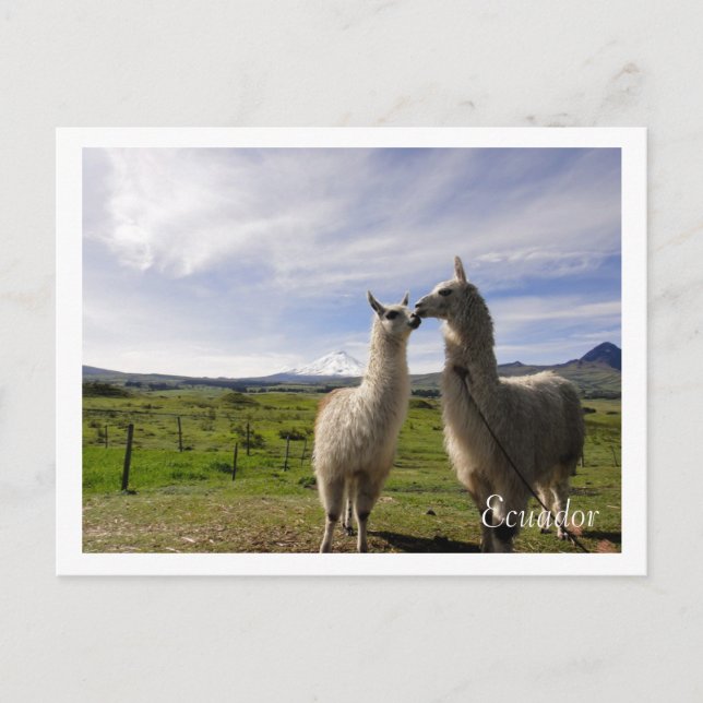 Kissing llamas Cotopaxi Ecuador Postkarte (Vorderseite)