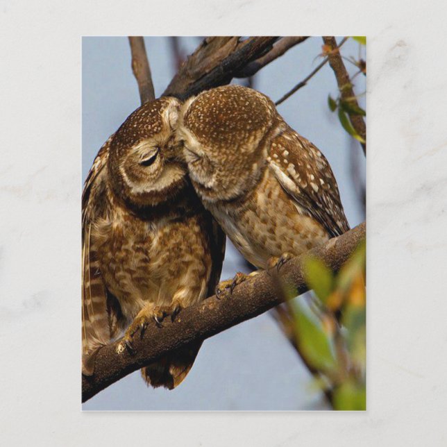 Kissing Owls Postkarte (Vorderseite)