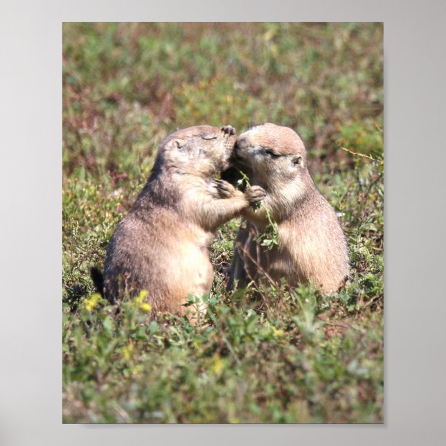 Kissing Prairie Dogs Poster (Vorne)