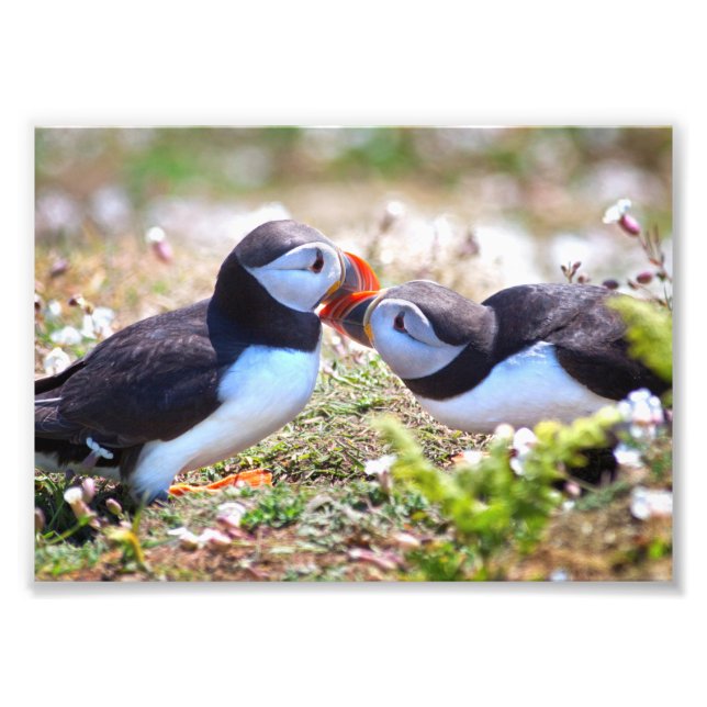 Kissing Puffins Print Fotodruck (Vorne)