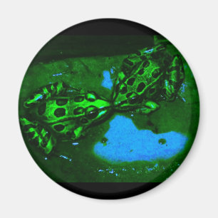 kissy Frösche Magnet