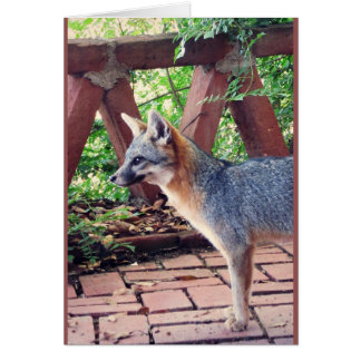 Kit Fox