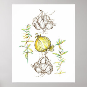 Kitchen Art Onions Knolic Rosemary Herb Zeichnend Poster