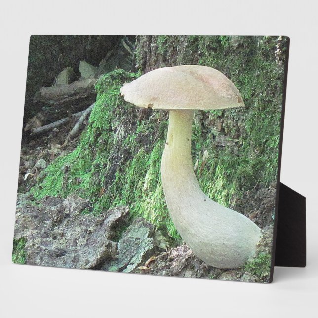 Kiting Mushroom Plaque Fotoplatte (Seite)