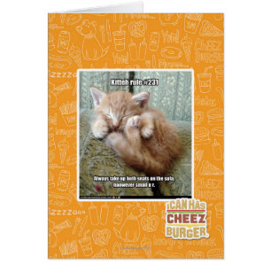 Kitteh-Regel #231