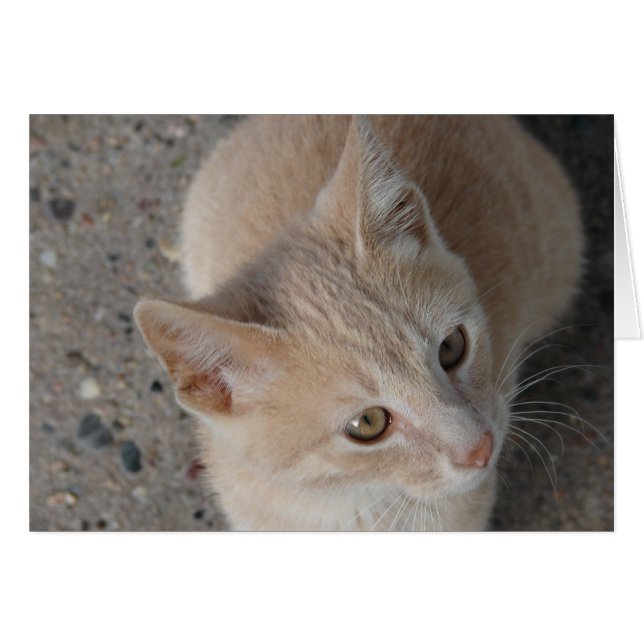 Kitten (Vorderseite (Horizontal))