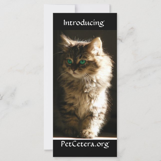 Kitten (Vorderseite)