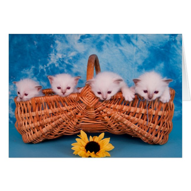 kitten (Vorderseite (Horizontal))