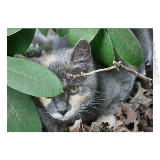 Kitten (Vorderseite (Horizontal))