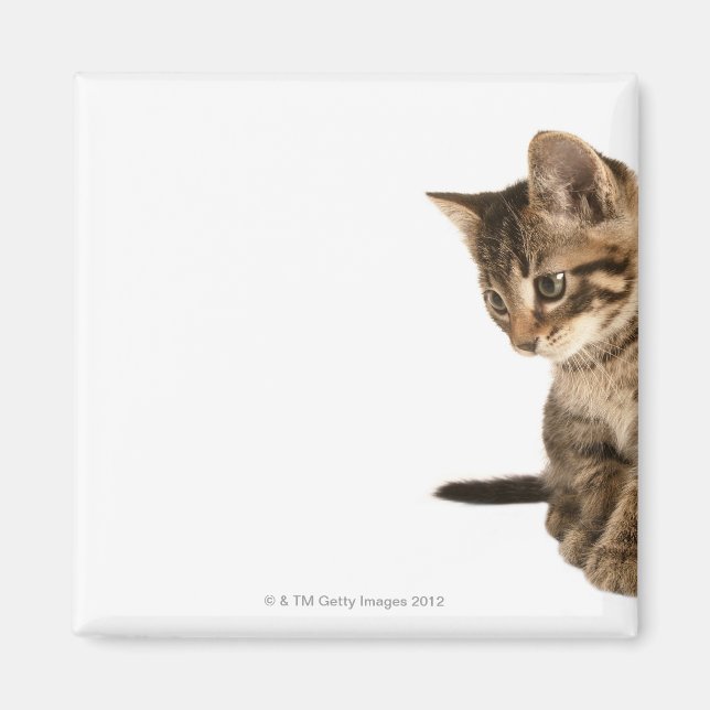 Kitten 2 magnet (Vorne)