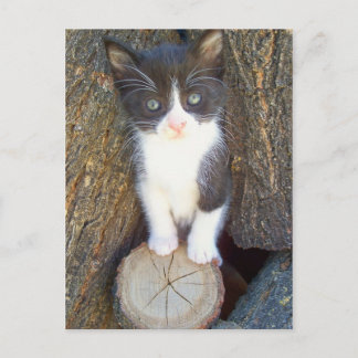 Kitten 2 postkarte