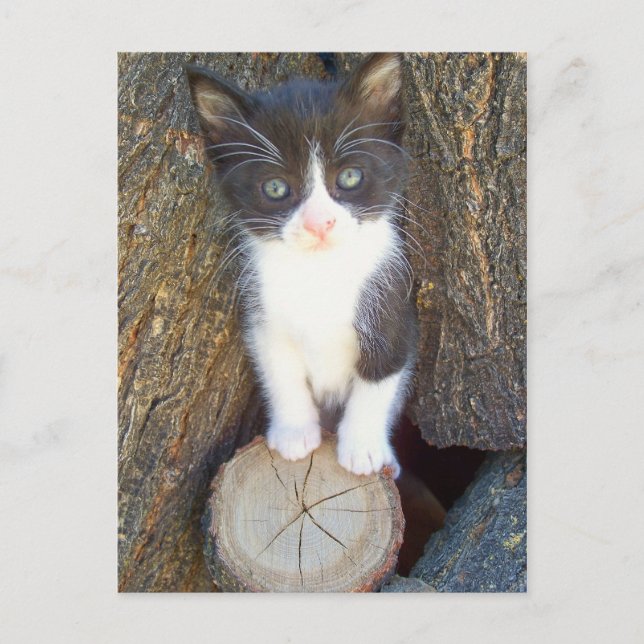 Kitten 2 postkarte (Vorderseite)
