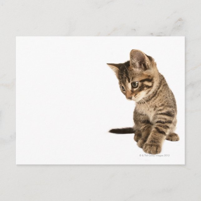 Kitten 2 postkarte (Vorderseite)