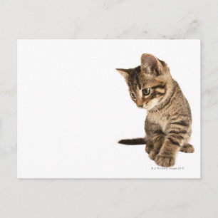 Kitten 2 postkarte