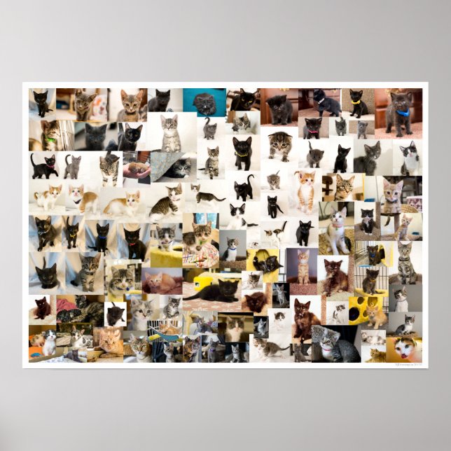 Kitten Academy 1 Year Poster (Vorne)