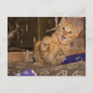 Kitten Attack Postkarte
