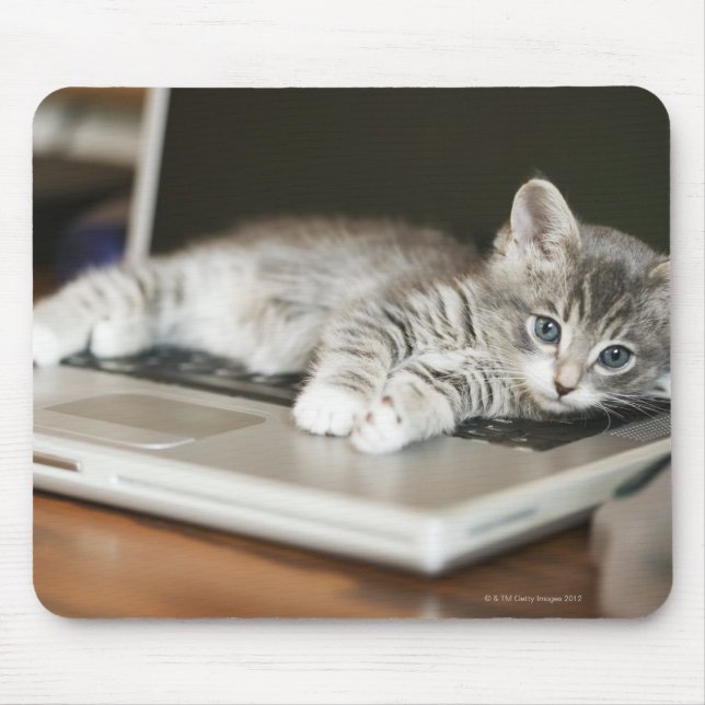 Kitten auf Laptop-Computer Mousepad (Vorne)