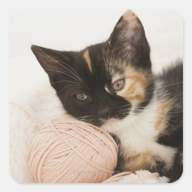 Kitten auf Streichkugel Quadratischer Aufkleber (Vorderseite)