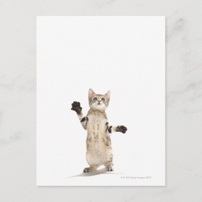 Kitten auf weißem Hintergrund Postkarte (Vorderseite)