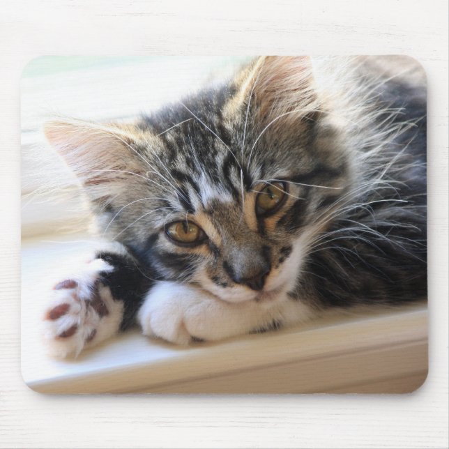 Kitten auf Windows-Maus-Pad Mousepad (Vorne)