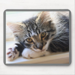 Kitten auf Windows-Maus-Pad Mousepad