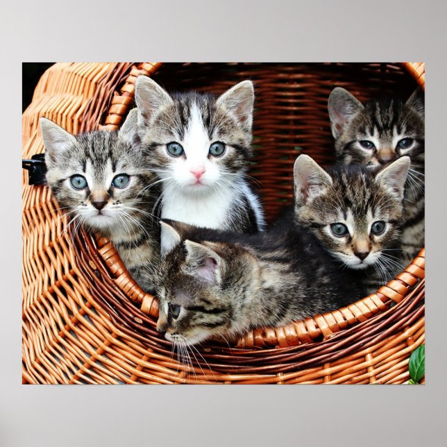 Kitten Basket Poster (Vorne)