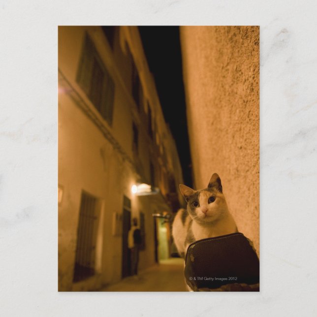 Kitten bei Dämmerung, Marokko Postkarte (Vorderseite)