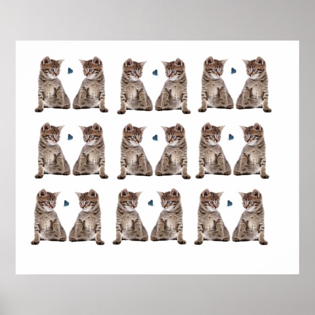 Kitten-Bild für Poster (Vorne)
