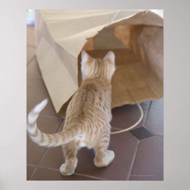 Kitten Blick in den Abgrund einer Tasche Poster (Vorne)