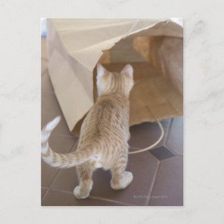 Kitten Blick in den Abgrund einer Tasche Postkarte