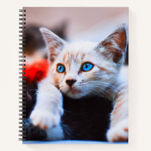 Kitten Blue Mit Augen Adorable Niedlich Cat Notizbuch